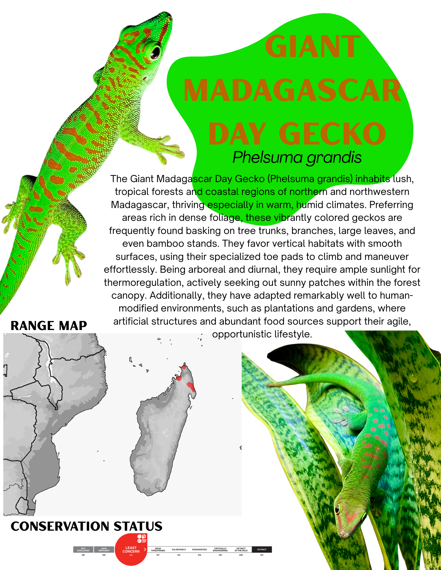 Madagascar Giant Day Gecko